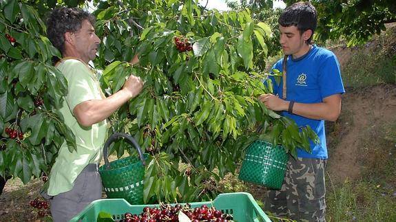 Recolección cereza en el Jerte